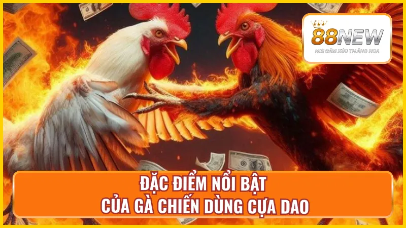 Tính chất riêng biệt của đá gà cựa dao tại NEW88 khi thi đấu