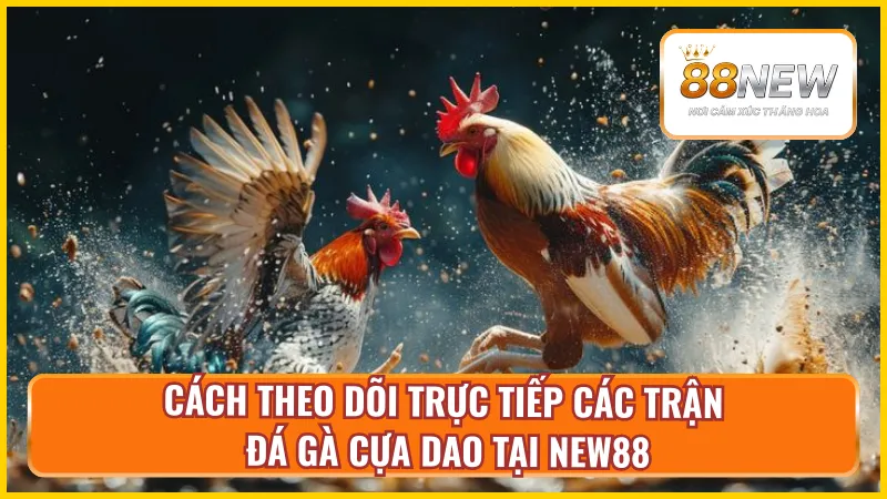 Cách truy cập nhanh để theo dõi đá gà cựa dao tại NEW88
