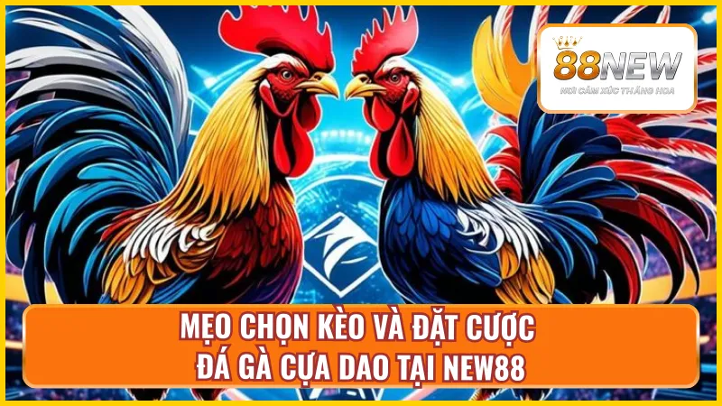 Kinh nghiệm lựa chọn kèo cược đá gà cựa dao
