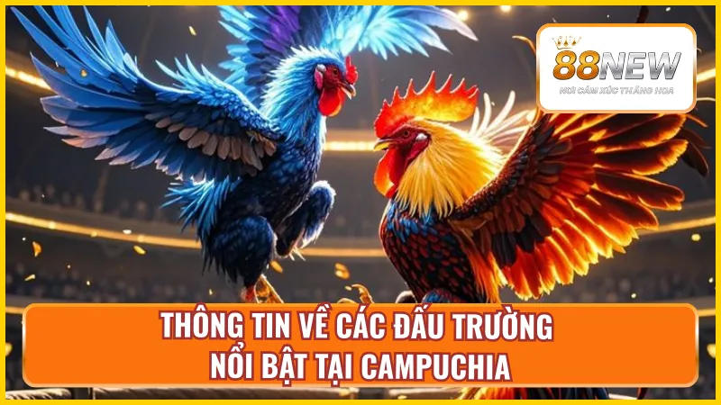 Các trường gà cựa dao nổi bật tại Campuchia