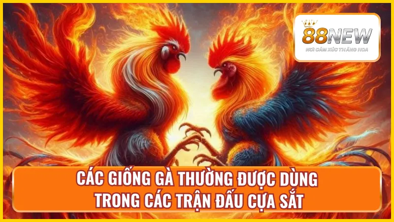 Các giống gà chiến hay được chọn để thi đấu đá gà cựa sắt tại New88