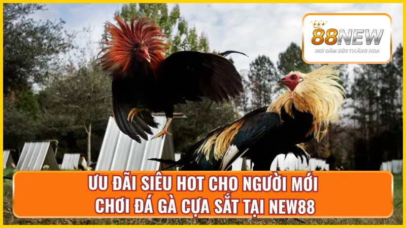 Khuyến mãi cực chất cho người mới tham gia đá gà cựa sắt tại New88