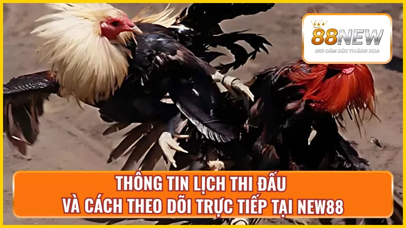 Chia sẻ cách đặt cược các trận đấu đá gà Thomo tại New88