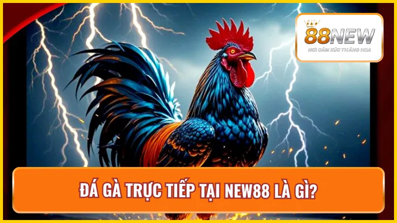 Tìm hiểu sơ lược về đá gà trực tiếp tại NEW88
