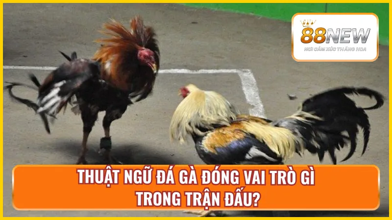 Thuật ngữ đá gà đóng vai trò quan trọng trong trận đấu